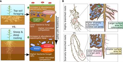 Frontiers | Root Phenotypes As Modulators Of Microbial Microhabitats